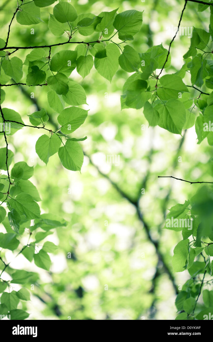 Green leaves background Stock Photo - Alamy