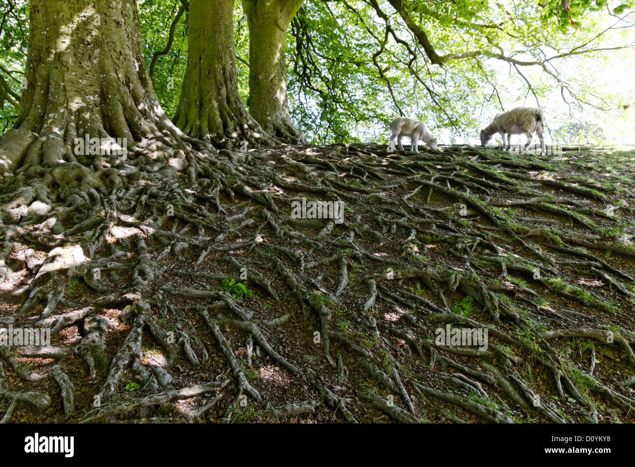 Exposed tree root system, Avebury, Wiltshire, England Stock Photo