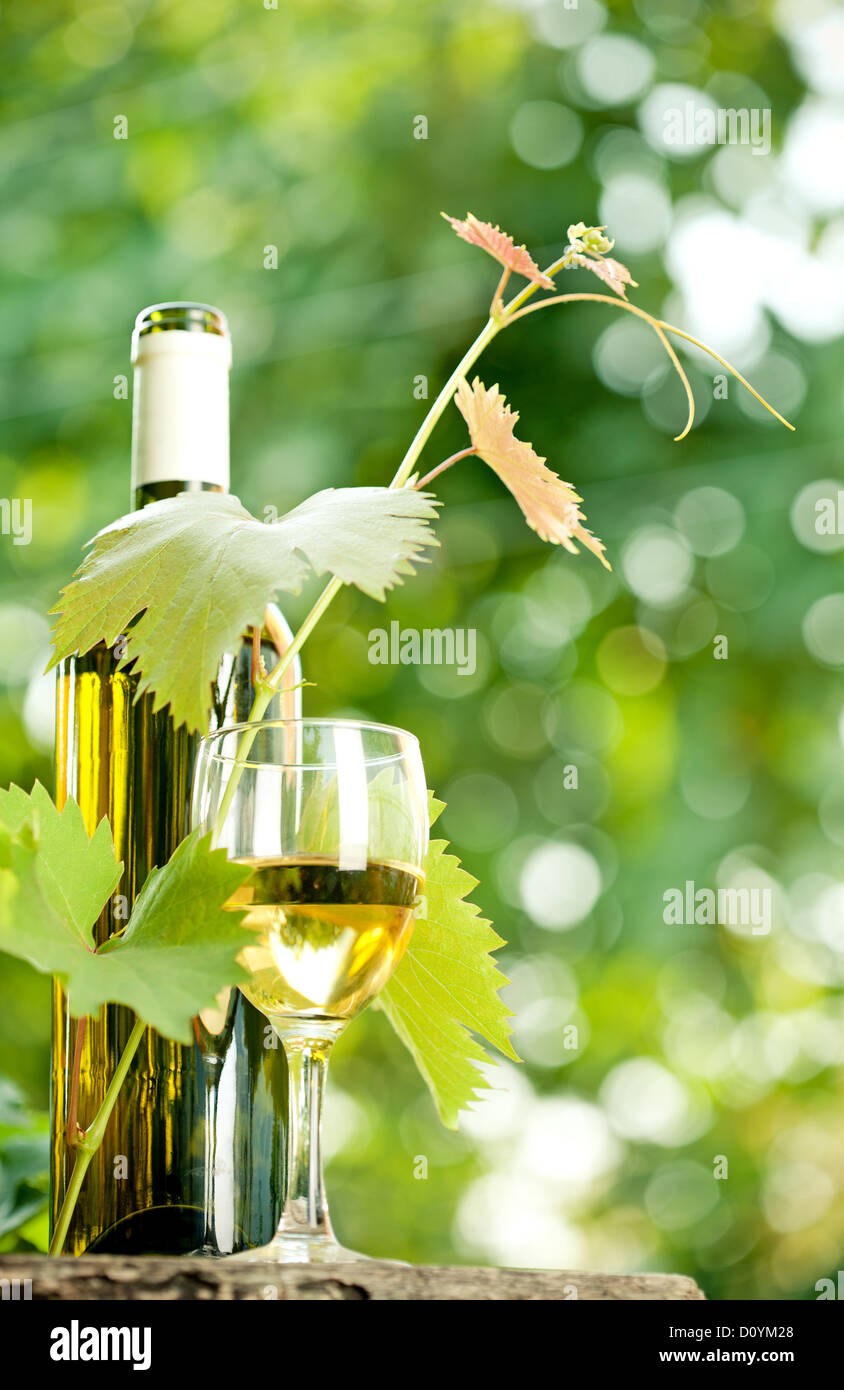 White wine bottle, young vine and glass Stock Photo Alamy