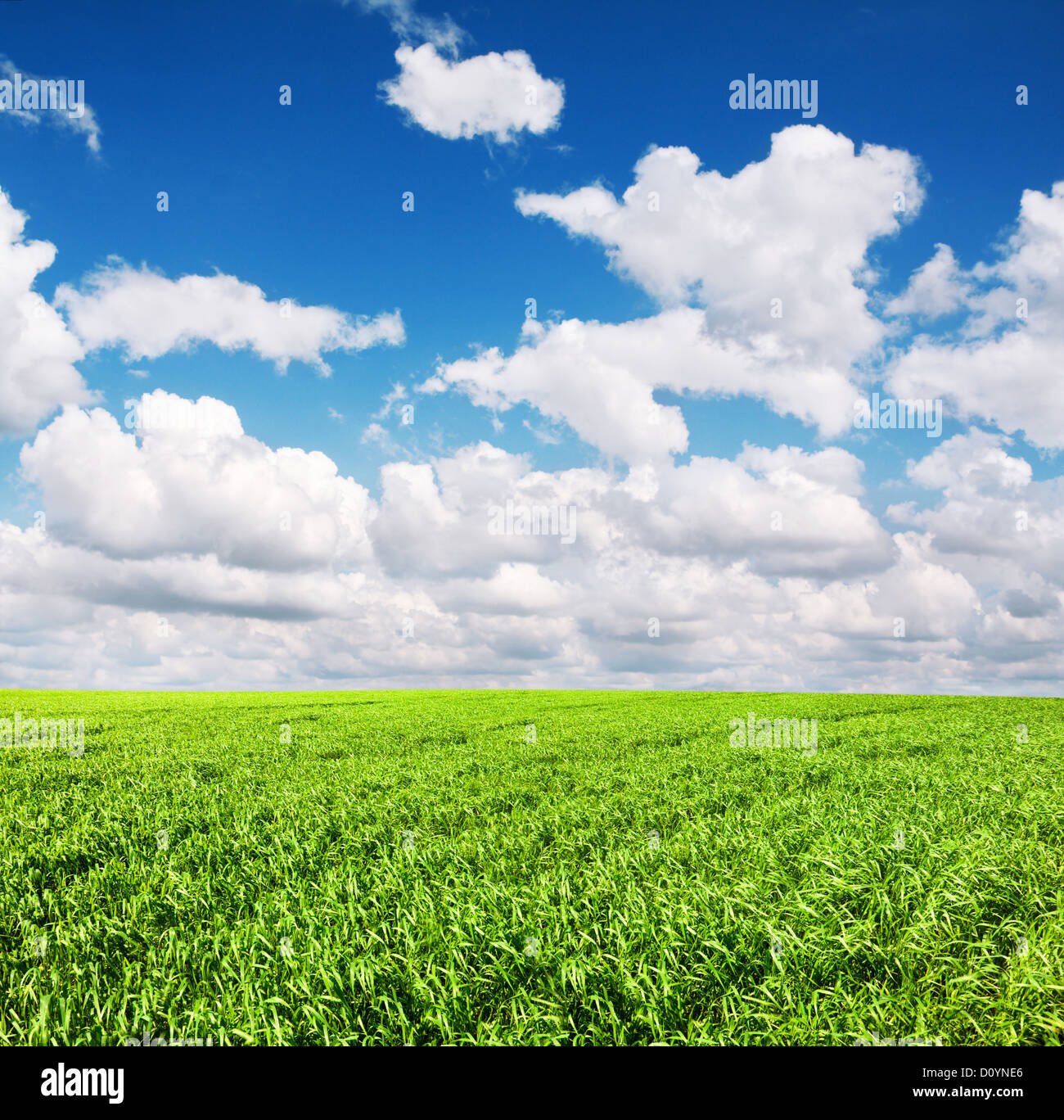 Green field under blue cloudy sky Stock Photo - Alamy