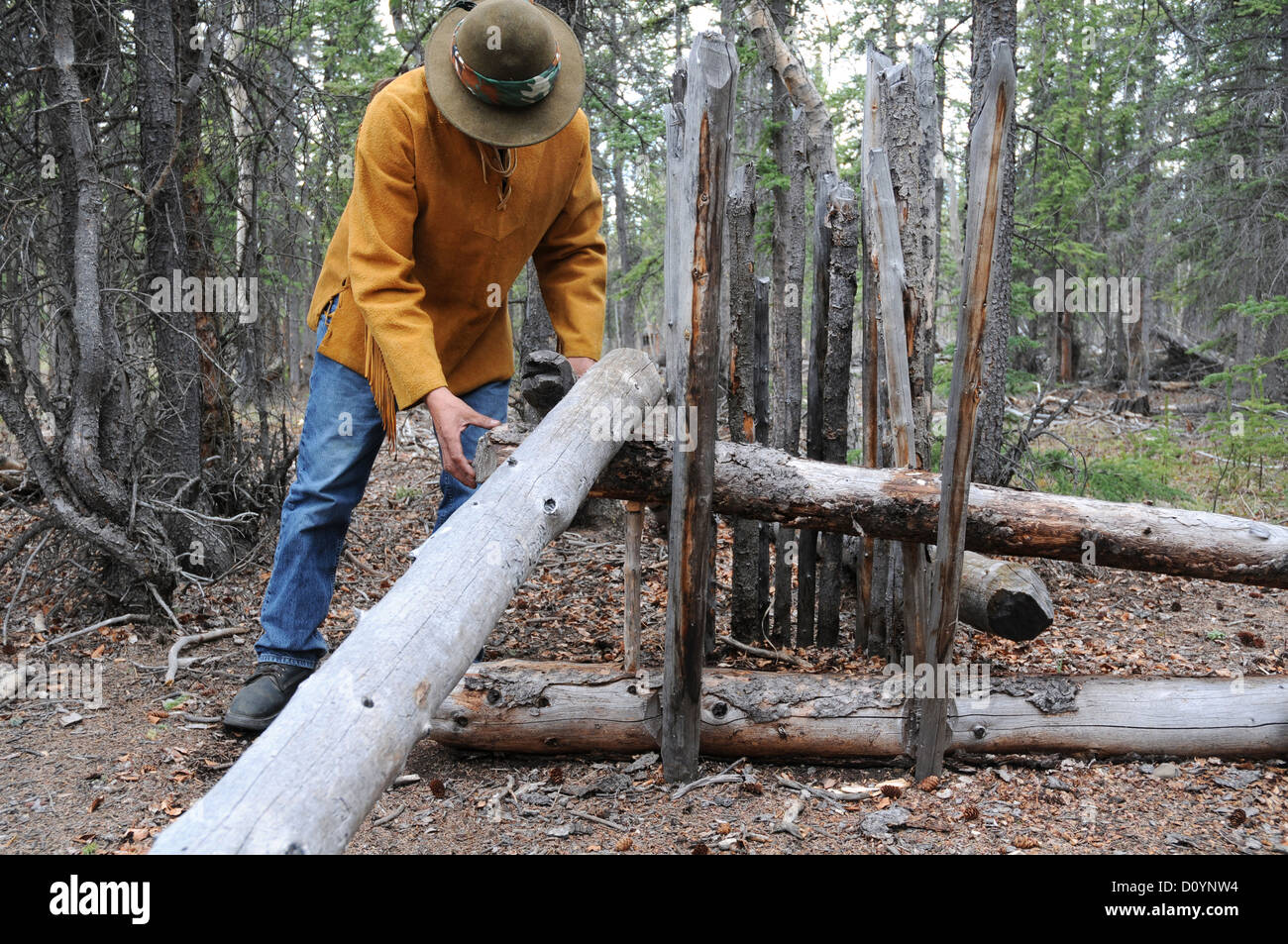 An indigenous elder of the Champagne-Aishihik First Nation sets up a deadfall animal (hunting) trap in the forest near Champagne, Yukon, Canada. Stock Photo