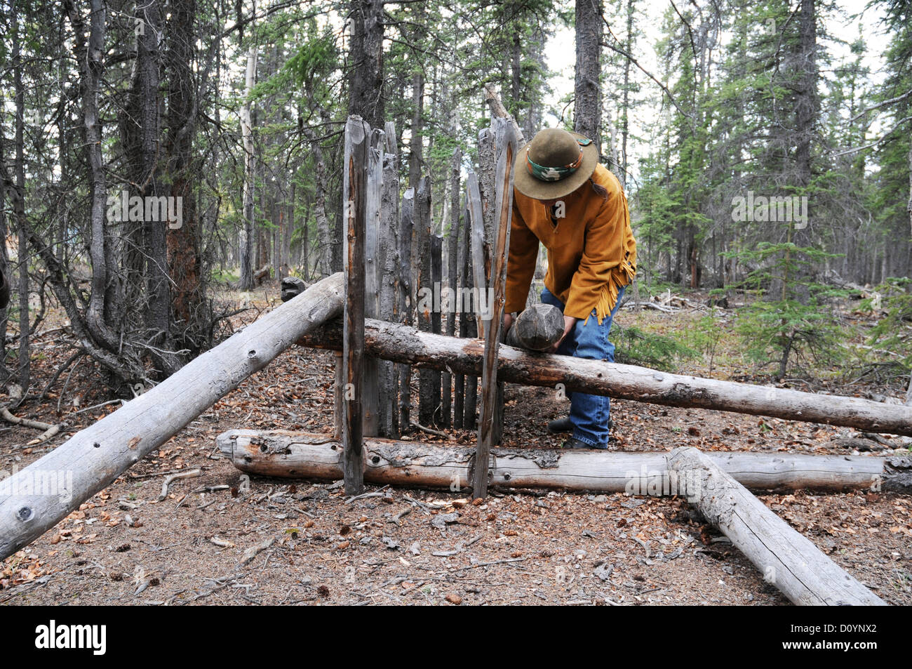 An indigenous elder of the Champagne-Aishihik First Nation sets up a deadfall animal (hunting) trap in the forest near Champagne, Yukon, Canada. Stock Photo