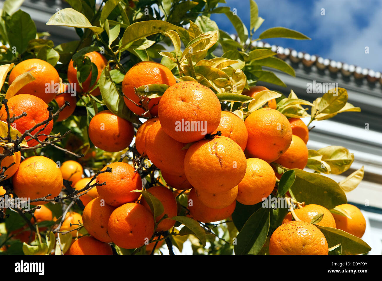 mandarine Stock Photo