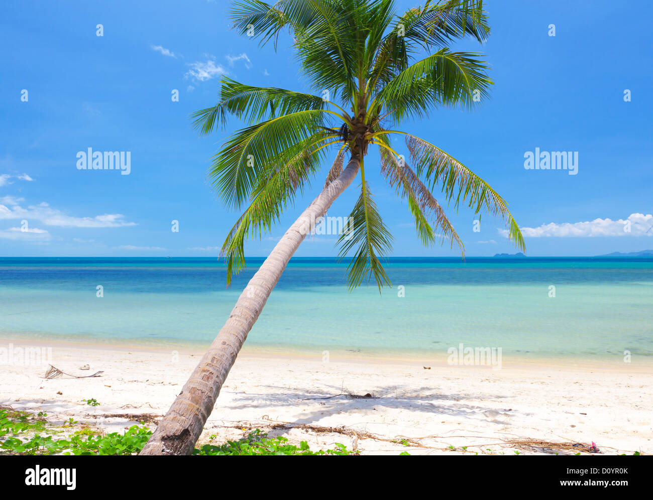 beautiful beach with coconut palm. Koh Samui Stock Photo Alamy