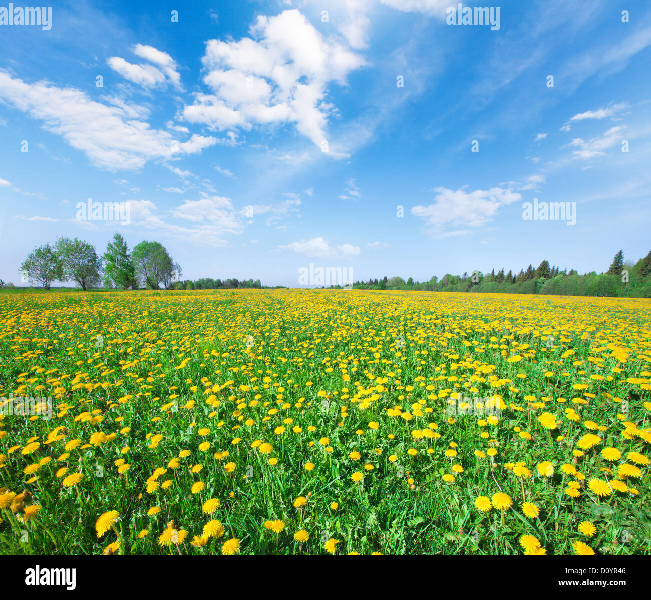 Yellow flowers hill under blue cloudy sky Stock Photo