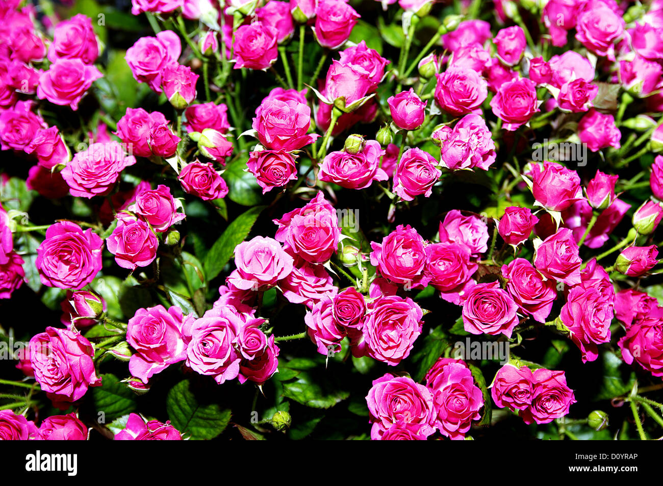 Red rose many buds hi-res stock photography and images - Alamy