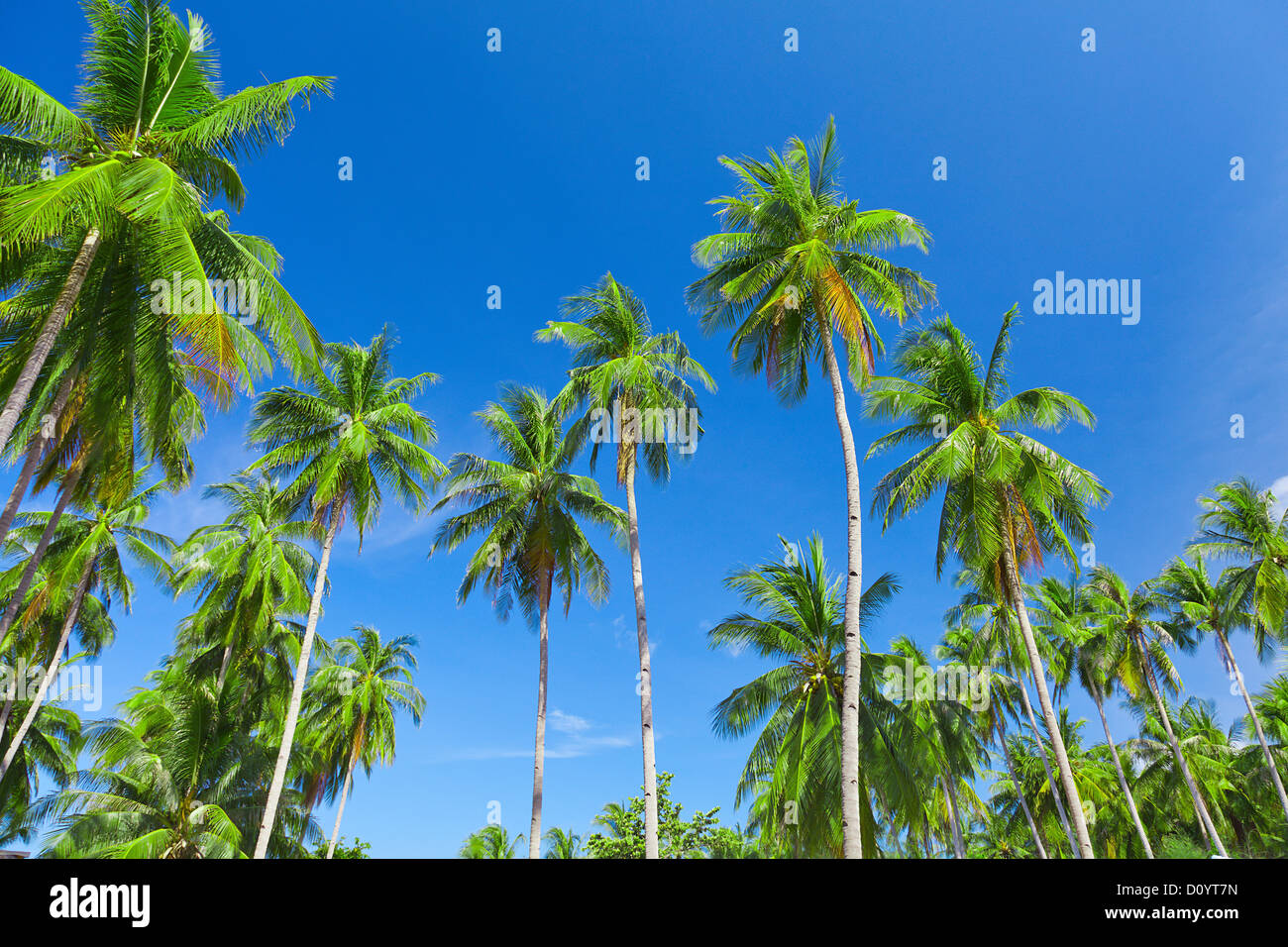 coconut palm trees and sky Stock Photo Alamy