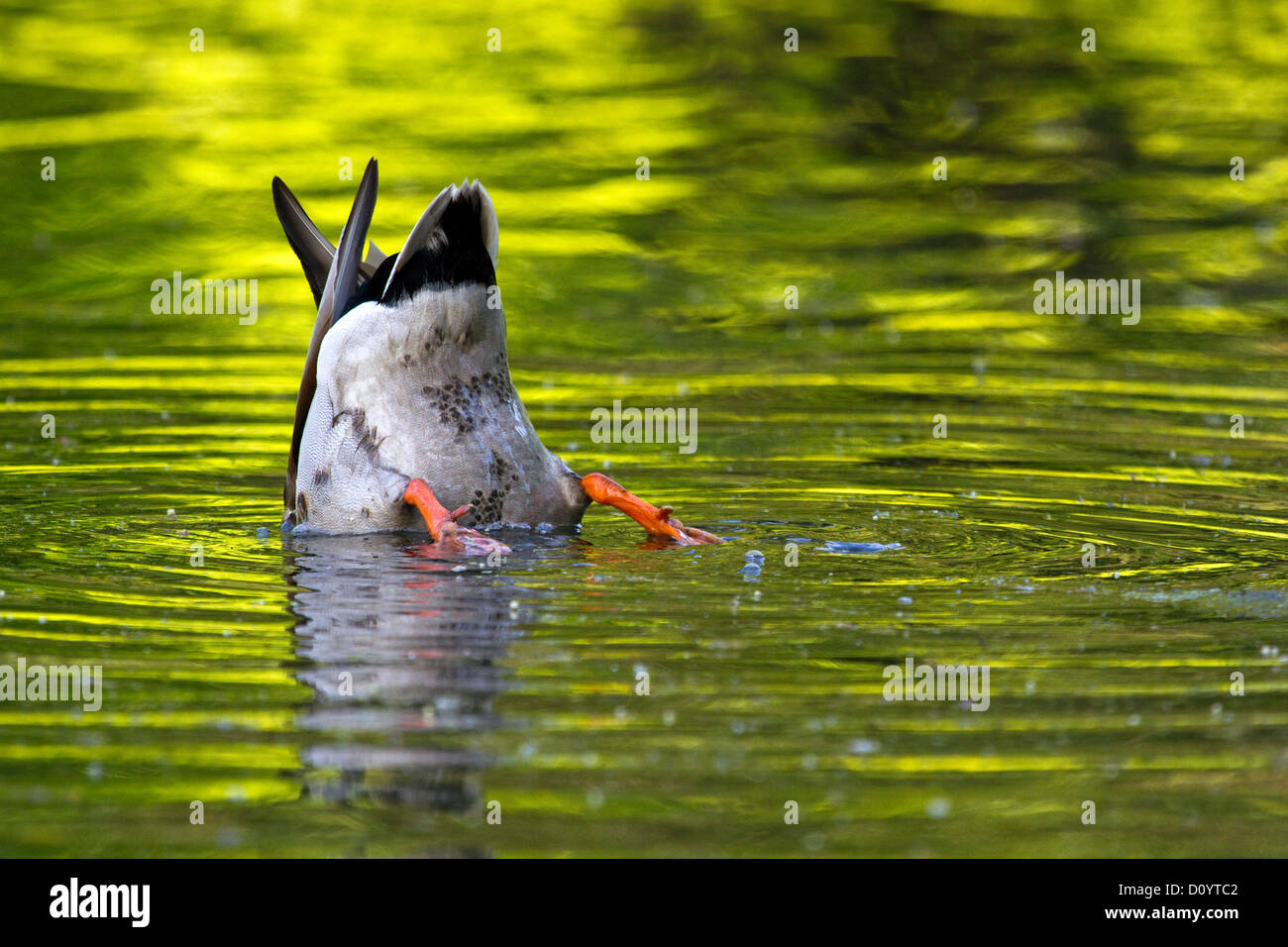 Mallard Duck feeding Stock Photo