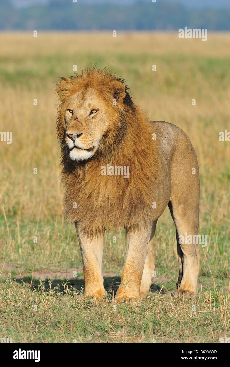 Adult male lion standing hi-res stock photography and images - Alamy