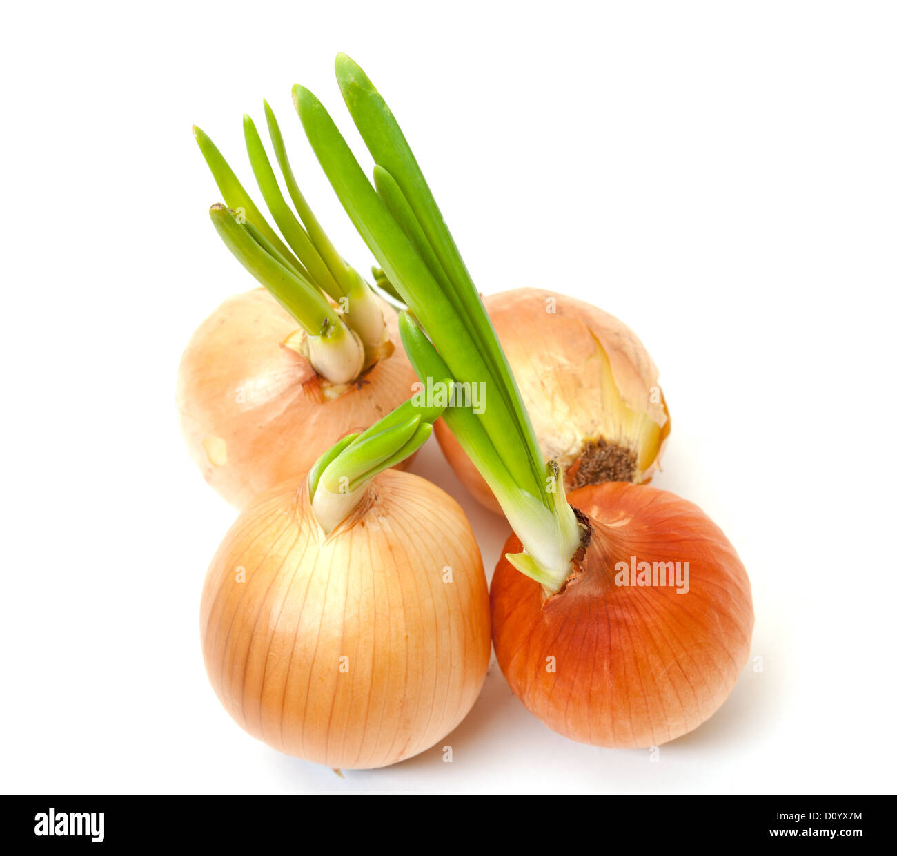 Sprouting Bulb Onions Stock Photo Alamy