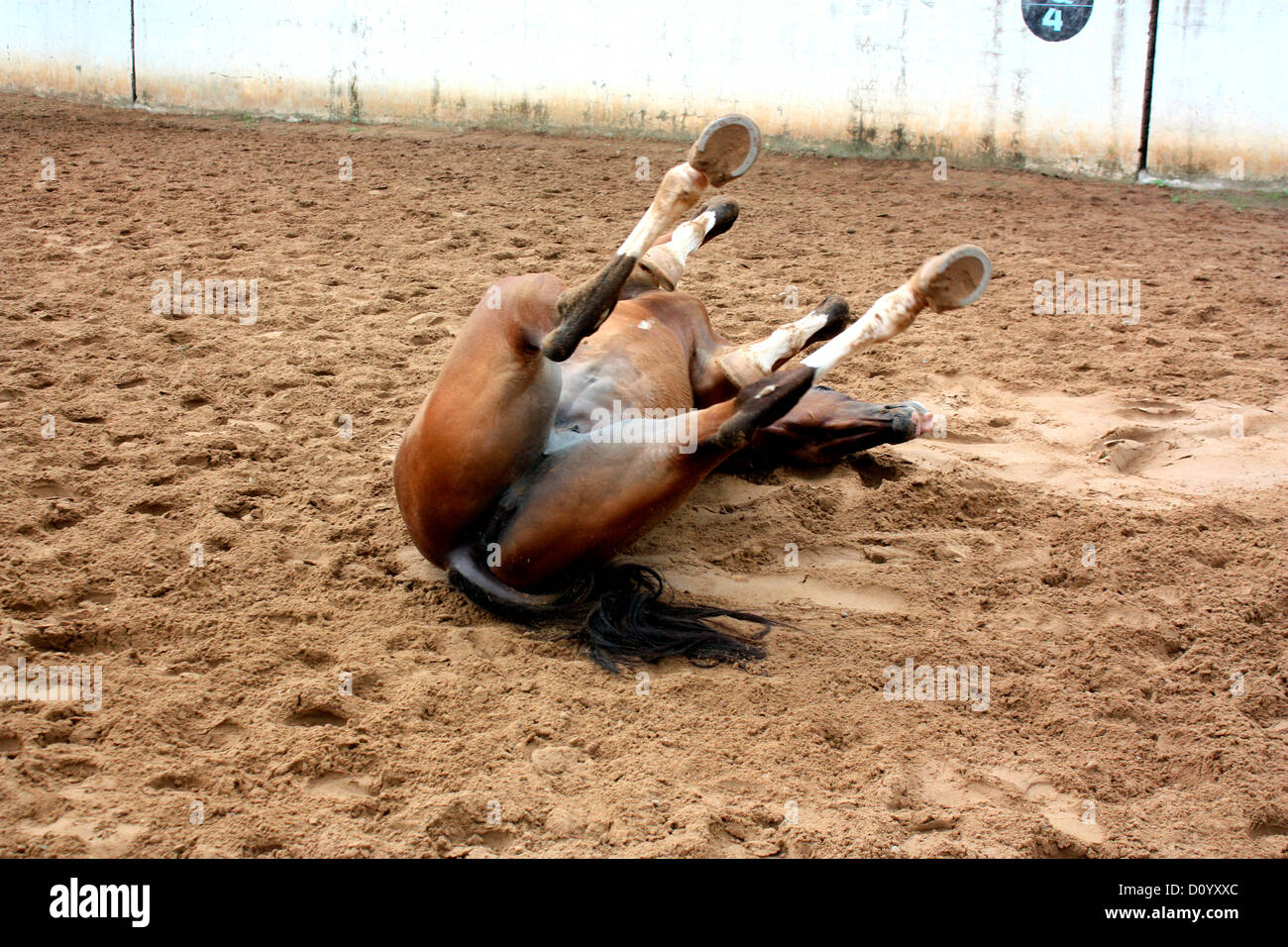 A crawling horse Stock Photo Alamy