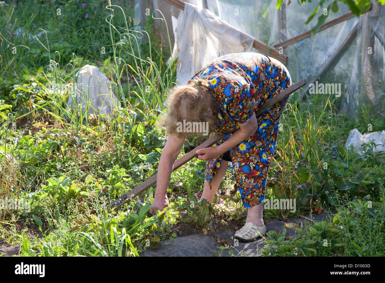 The old woman works in garden Stock Photo - Alamy