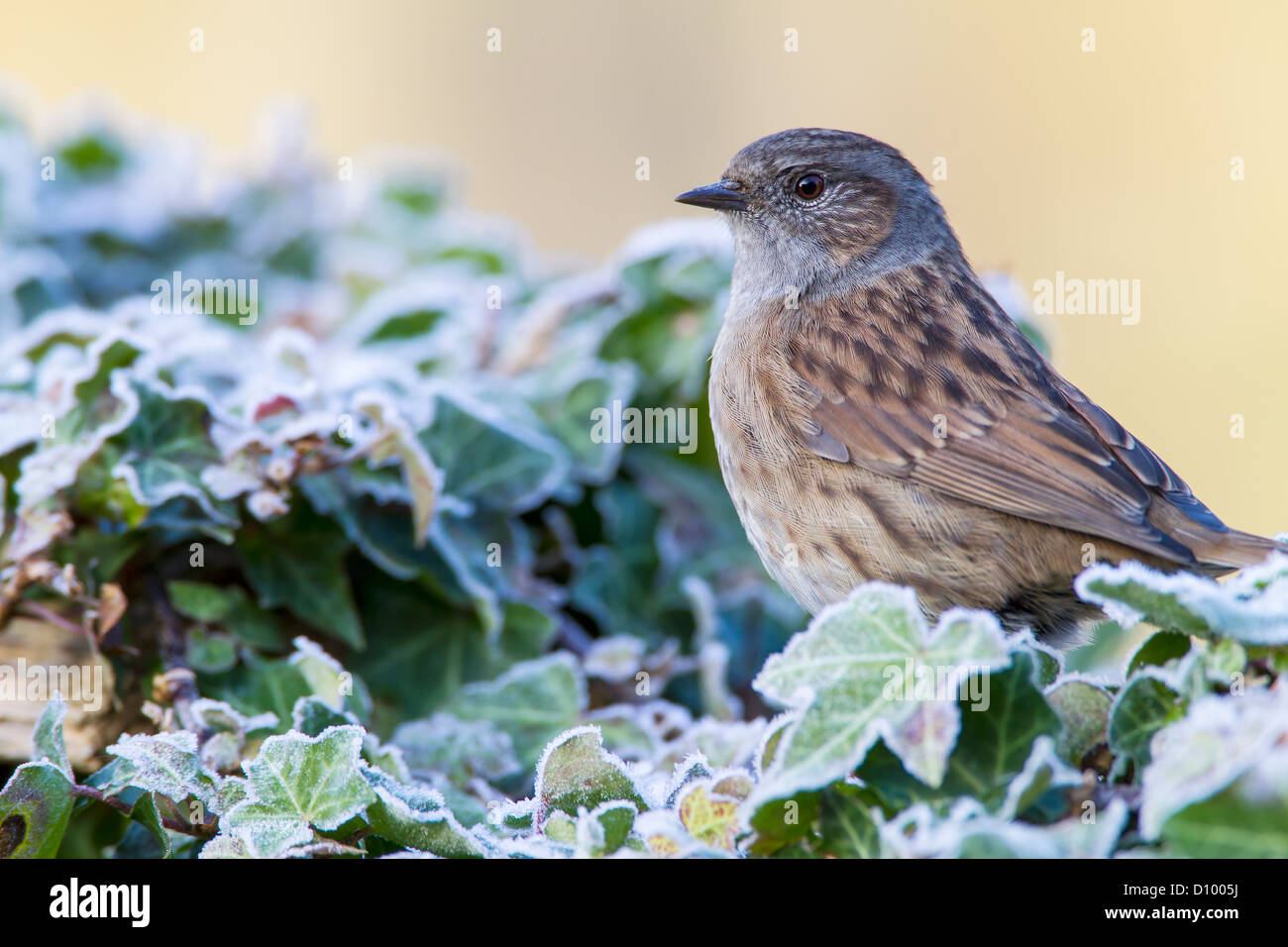 Dunnock. Prunella modularis (Prunellidae) Stock Photo