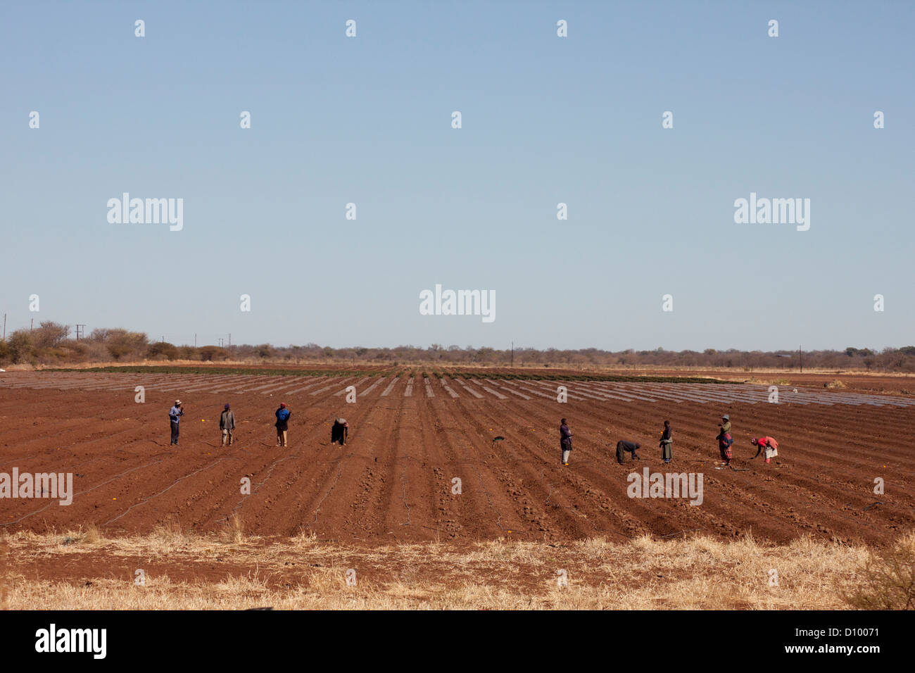 Workers plant tomato seeds on a ZCC farm in Limpopo, South Africa Stock