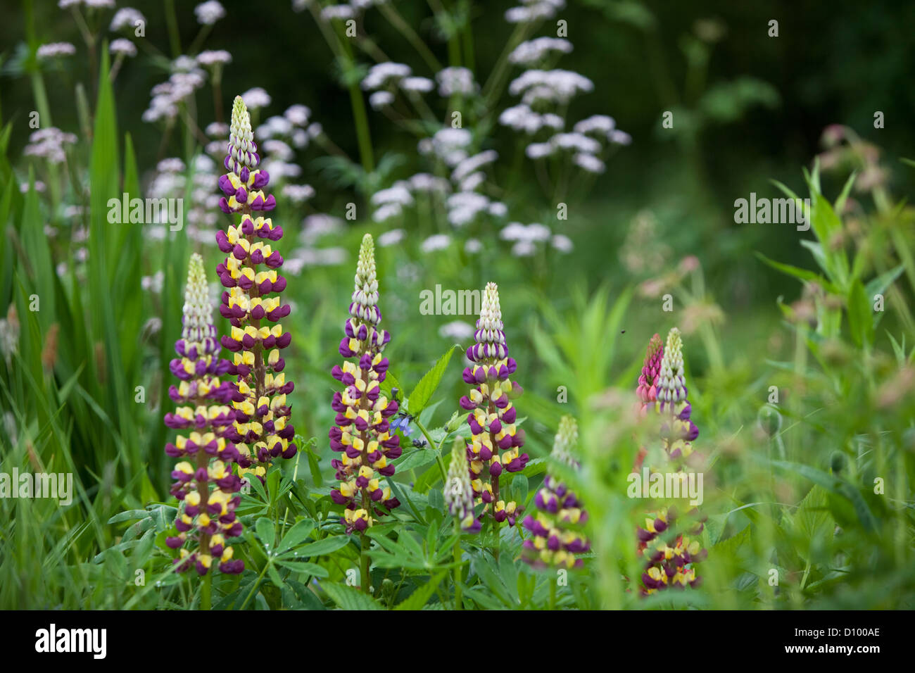 Lupins in summer garden, England, UK Stock Photo