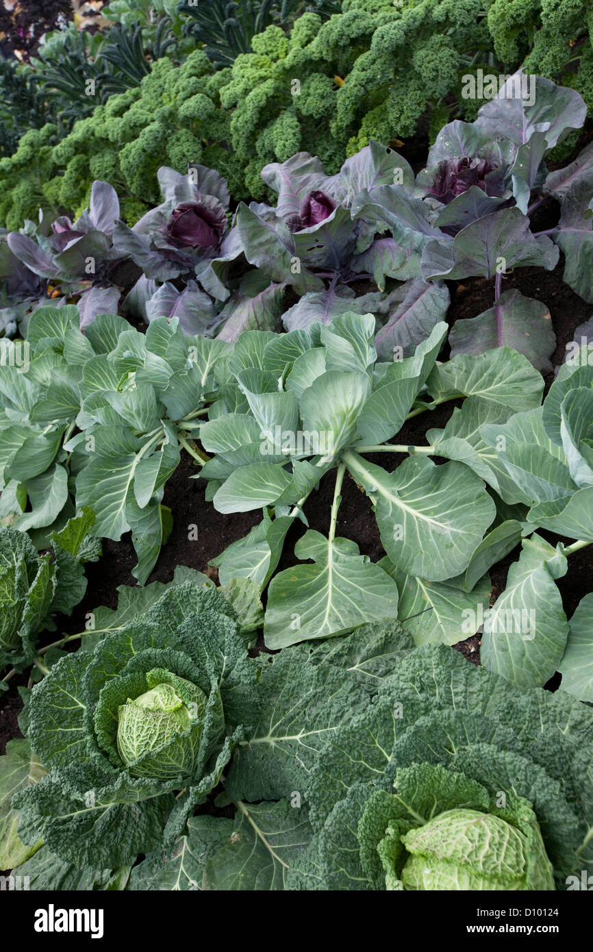 Brassica vegetable allotment, England, UK Stock Photo Alamy