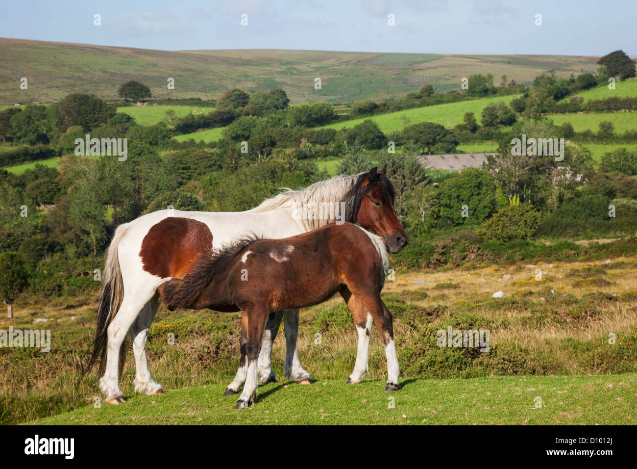 England, Devon, Dartmoor, Ponies Stock Photo Alamy