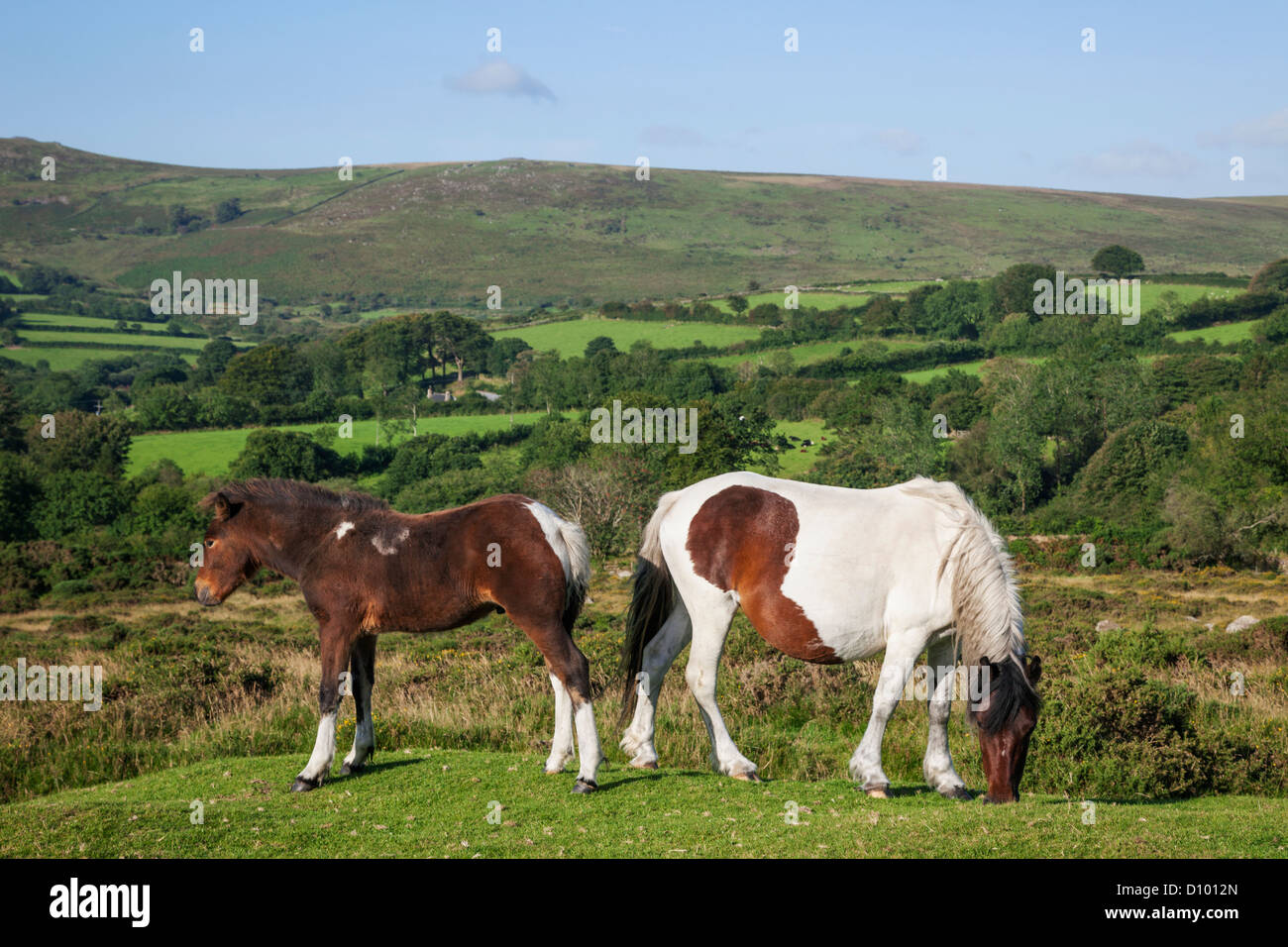 England, Devon, Dartmoor, Ponies Stock Photo Alamy