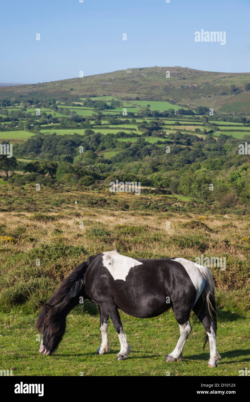 England, Devon, Dartmoor, Ponies Stock Photo Alamy