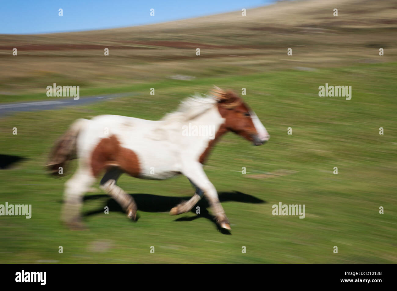 England, Devon, Dartmoor, Ponies Stock Photo Alamy