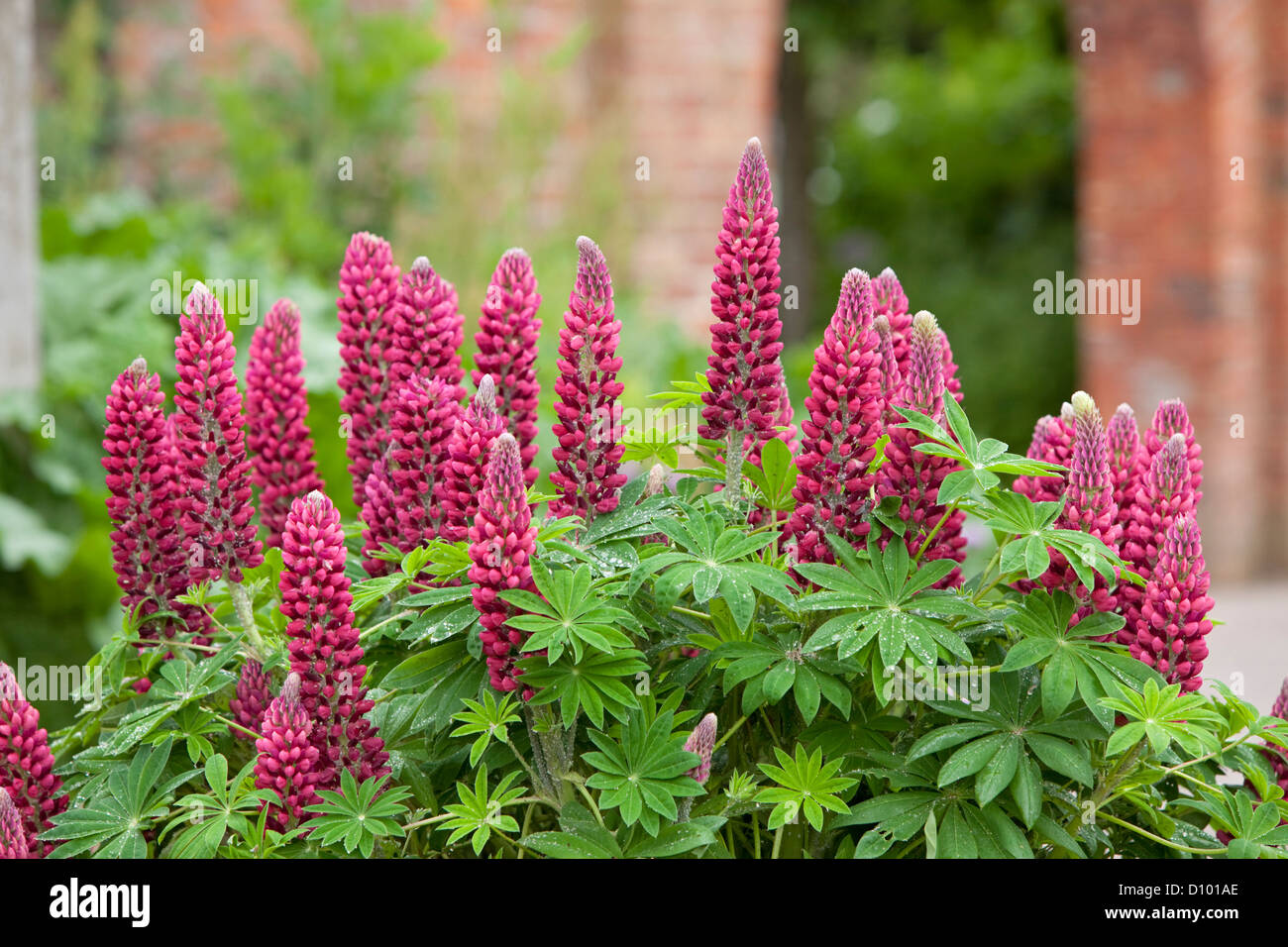 Lupin's in summer garden, England, UK Stock Photo
