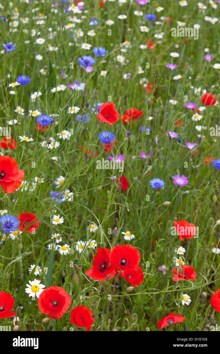 Wildflower meadow with Poppies, Cornflowers and Oxeye Daisies