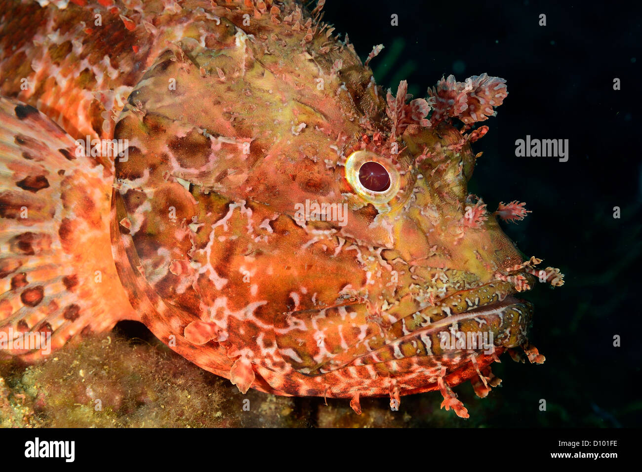 Red scorpionfish Scorpaena scrofa, scorfano rosso, Scorpenidae, Tor Paterno Marine Protected Area, Lazio, Italy, Mediterrean Sea Stock Photo