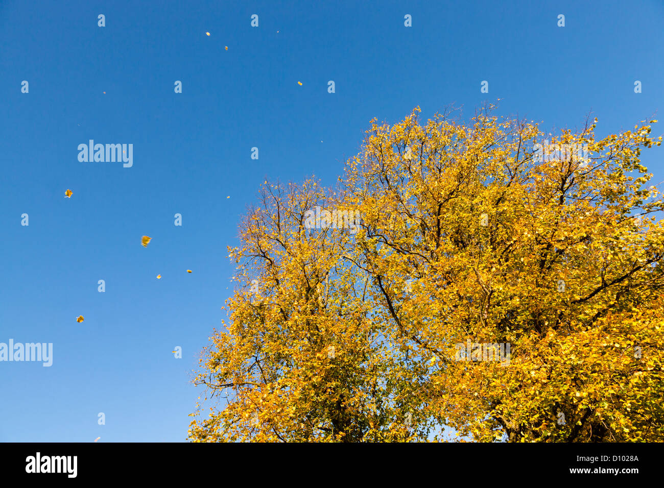 Leaves falling from a tree in Autumn, Nottinghamshire, England, UK Stock Photo