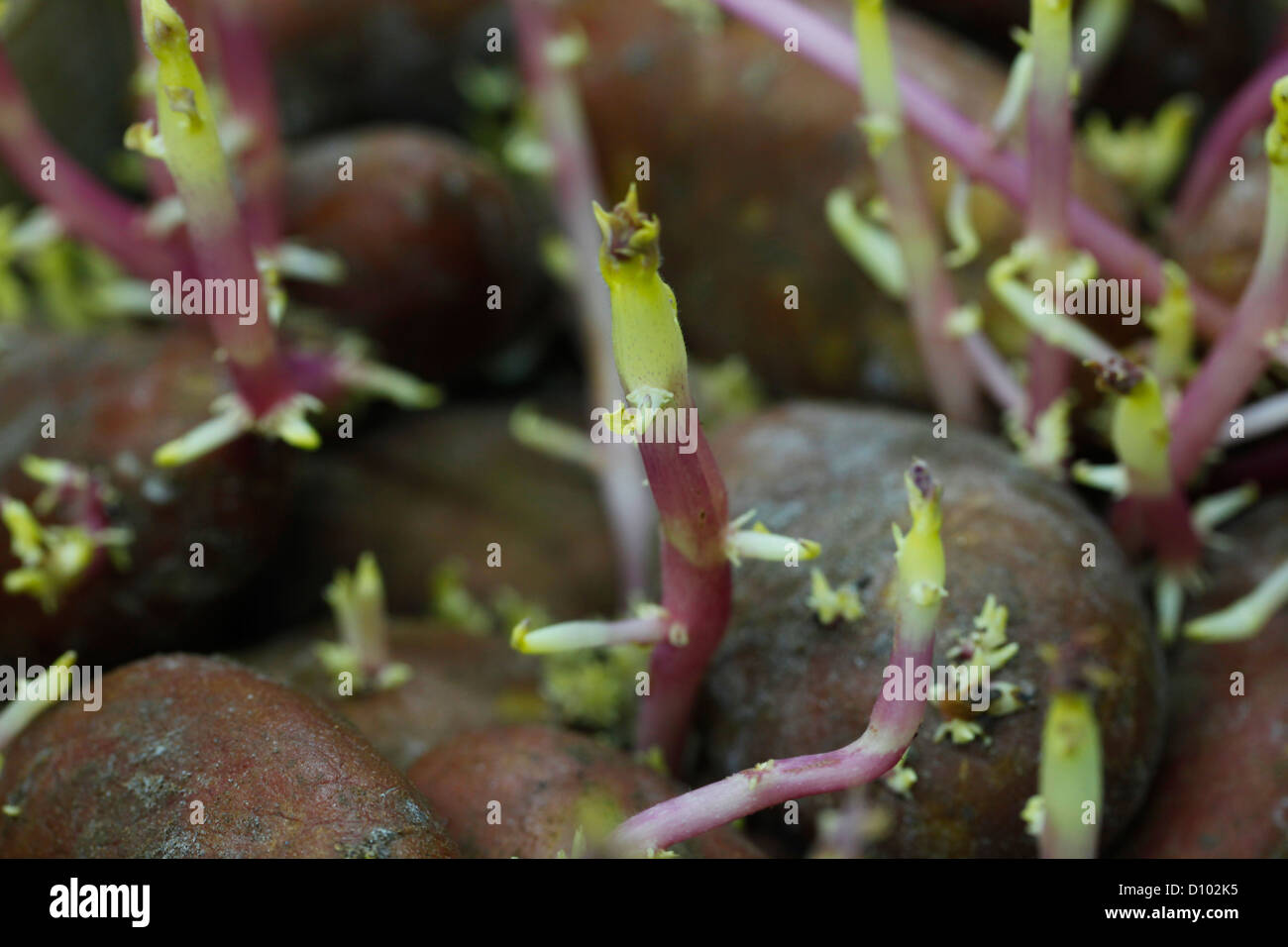 Russet potatoes with sprouts Stock Photo Alamy
