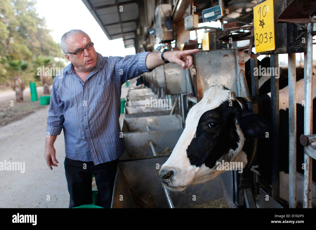 Holstein-Friesian cattle at the Dairy Farm in the Volcani Institute agricultural research center in Beit Dagan which provides research and support Israeli agriculture research, focusing on animal sciences and agricultural engineering., Israel Stock Photo