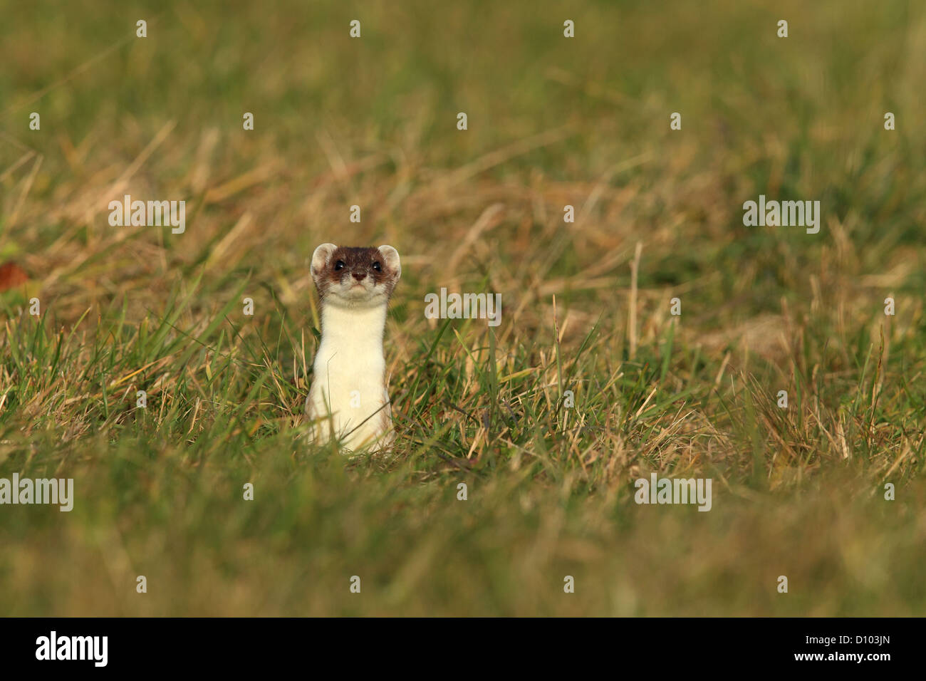 Stoat/ (Mustela erminea) Hermelin ermine,short-tailed weasel,mammal, Stock Photo