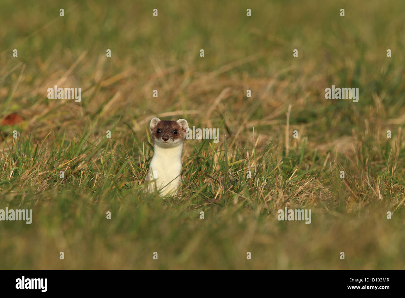 Stoat/ (Mustela erminea) Hermelin ermine,short-tailed weasel,mammal, Stock Photo