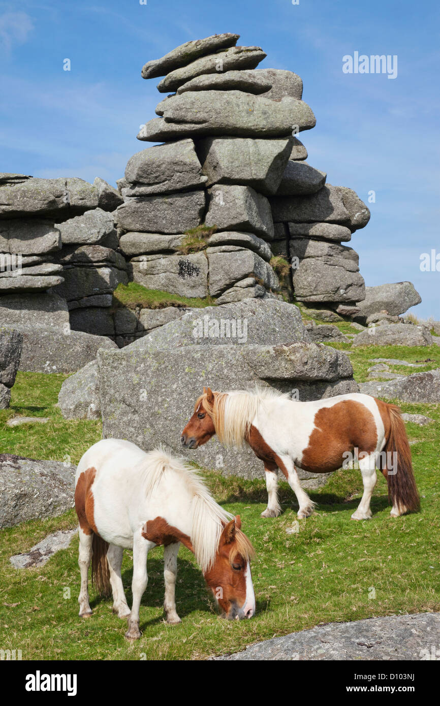 England, Devon, Dartmoor, Ponies at Great Staple Tor Stock Photo Alamy