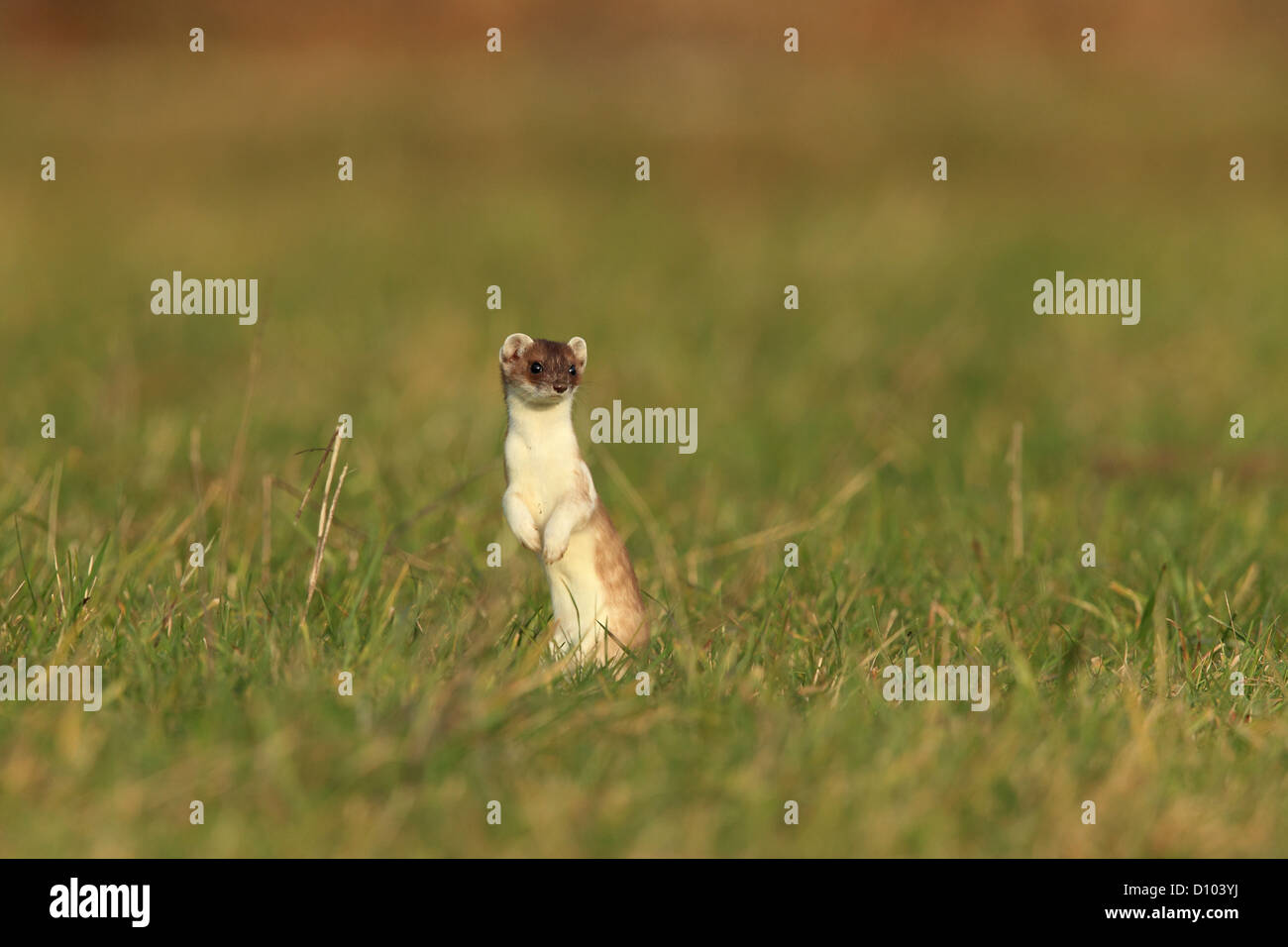 Stoat/ (Mustela erminea) Hermelin ermine,short-tailed weasel,mammal, Stock Photo