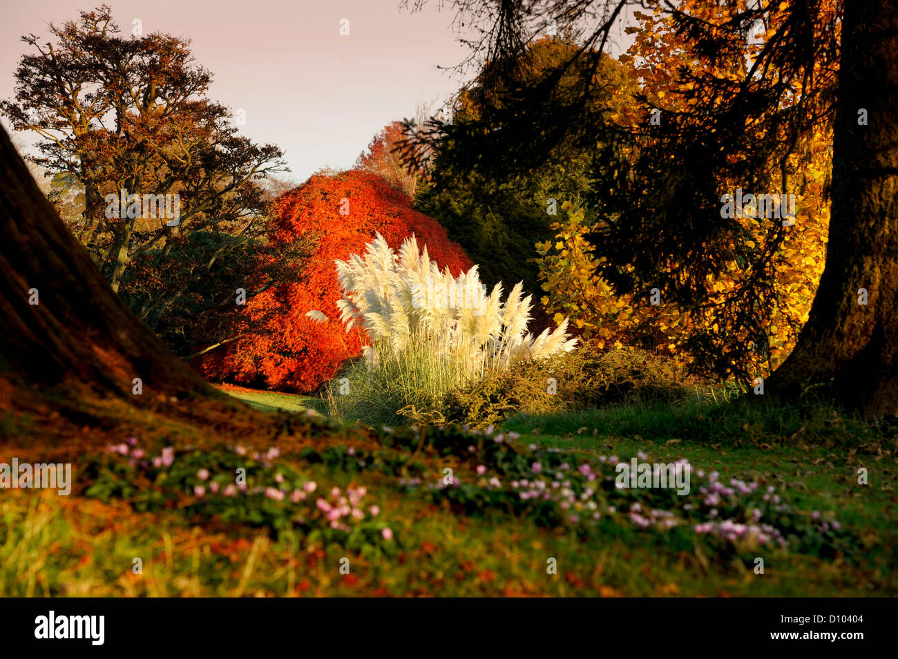 Autumnal colours in the gardens of  RBG Kew Wakehurst Place in West Sussex UK. Stock Photo