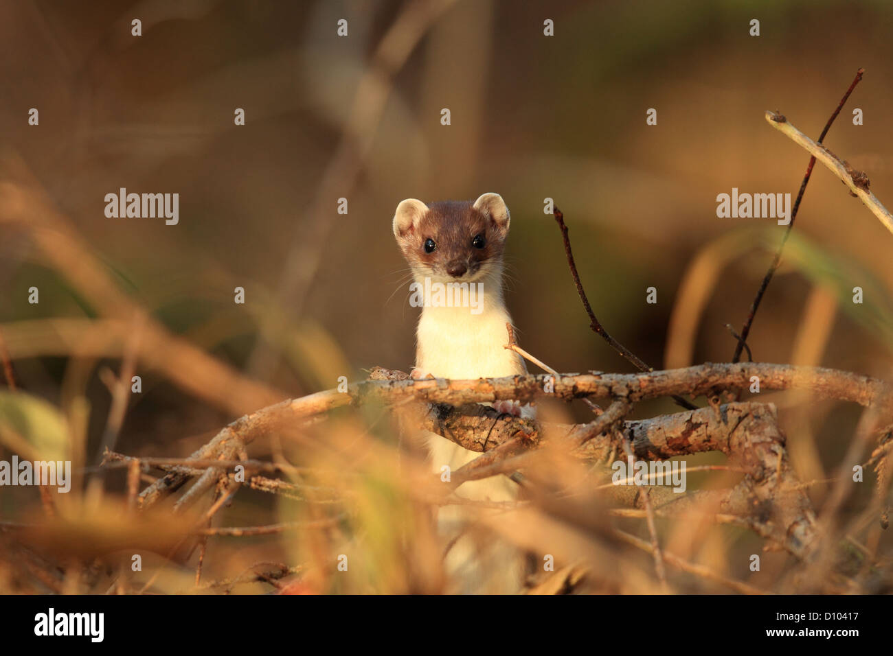 Stoat/ (Mustela erminea) Hermelin ermine,short-tailed weasel,mammal, Stock Photo