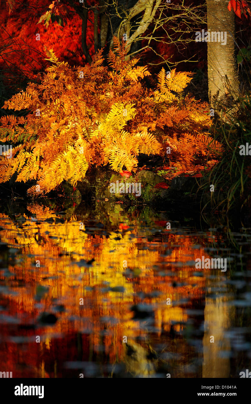 Autumnal colours in the gardens of RBG Kew Wakehurst Place in West Sussex UK. Stock Photo