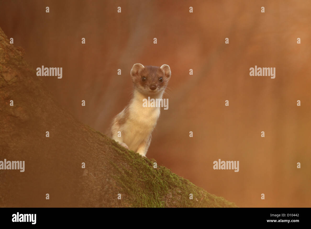 Stoat/ (Mustela erminea) Hermelin ermine,short-tailed weasel,mammal, Stock Photo