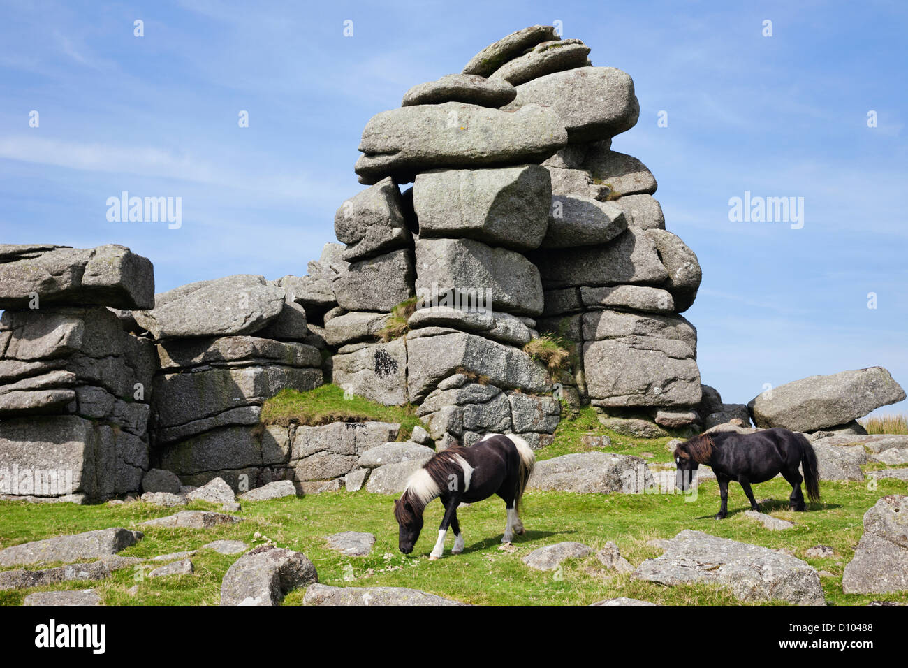 England, Devon, Dartmoor, Ponies at Great Staple Tor Stock Photo Alamy