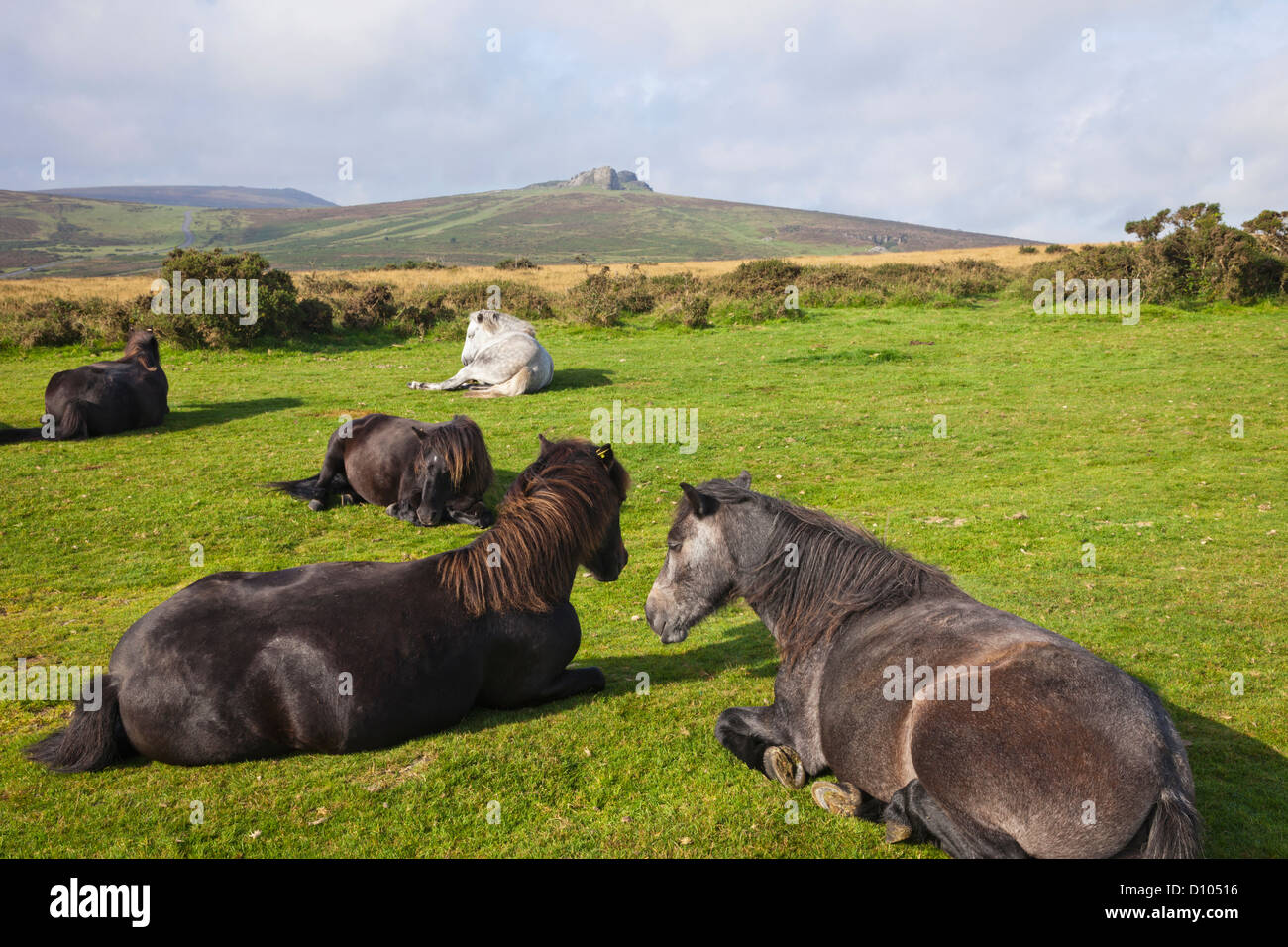 England, Devon, Dartmoor, Ponies Stock Photo Alamy