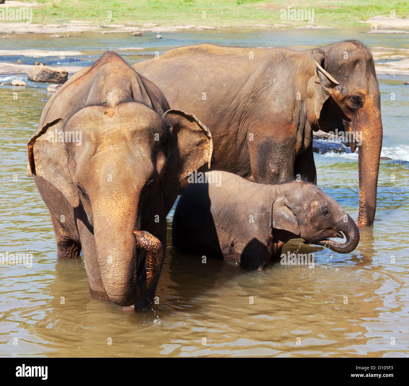 Elephants from the Pinnewala Elephant Orphanage enjoy their daily bath at the local river. Stock Photo