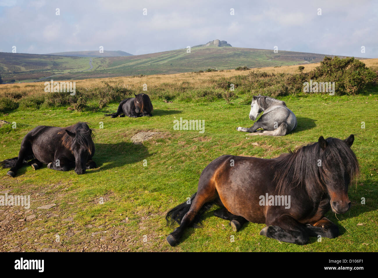 England, Devon, Dartmoor, Ponies Stock Photo Alamy