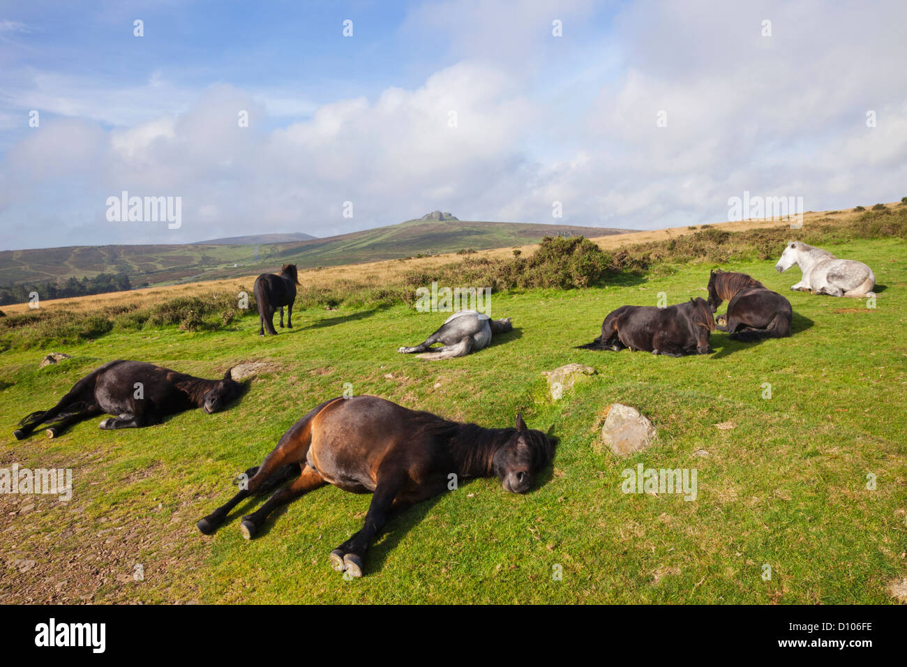 England, Devon, Dartmoor, Ponies Stock Photo Alamy