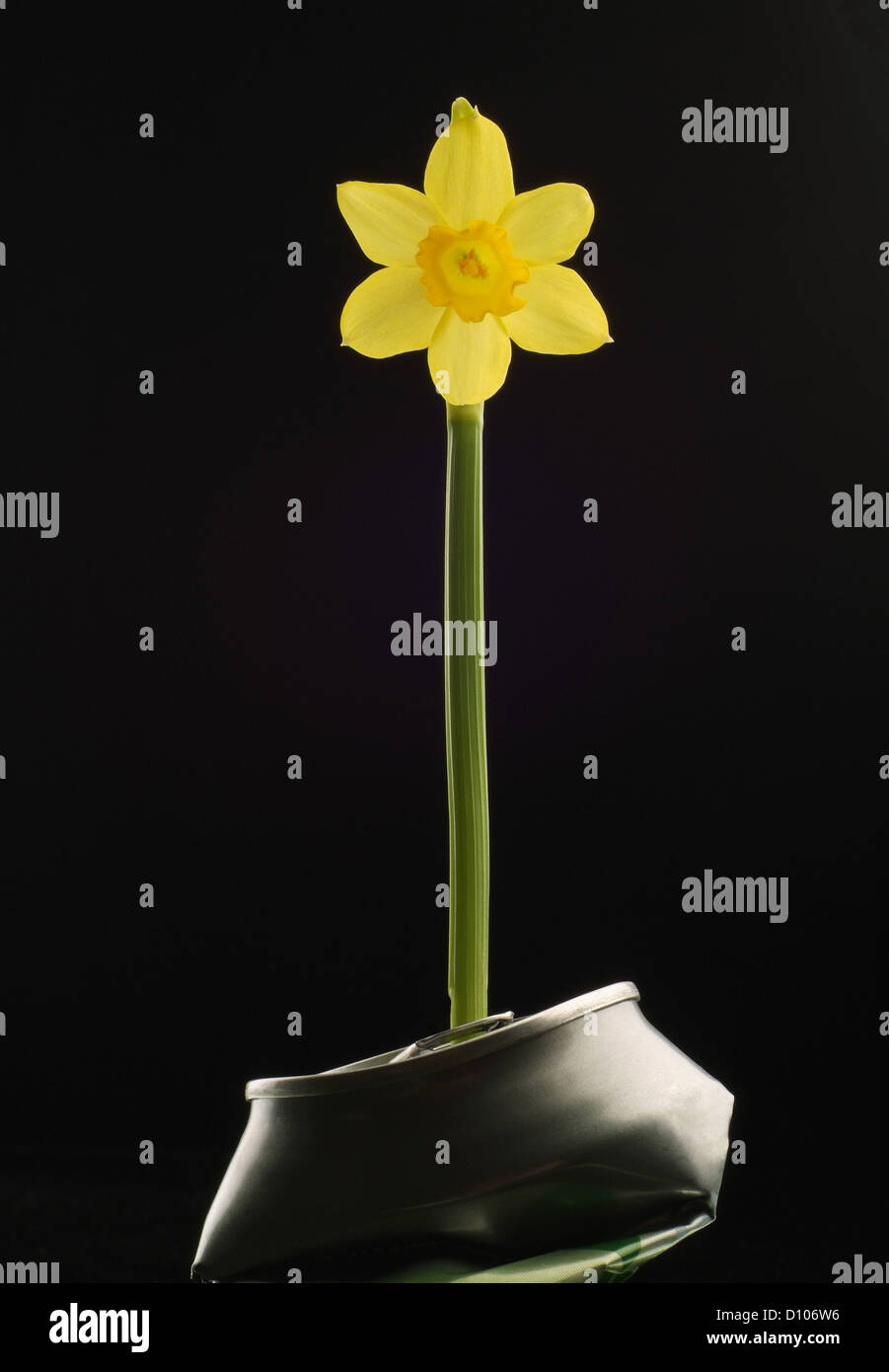 Can re-used for growing a new flower Stock Photo