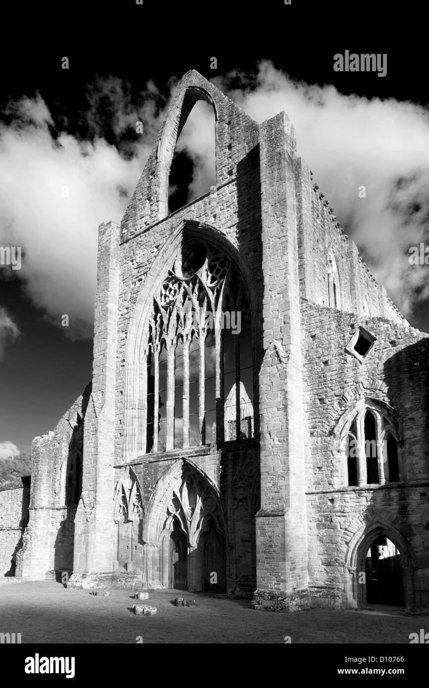 Tintern Abbey 'Abaty Tyndyrn' in monochrome, Tintern,  Monmouthshire,  Wales, GB Stock Photo