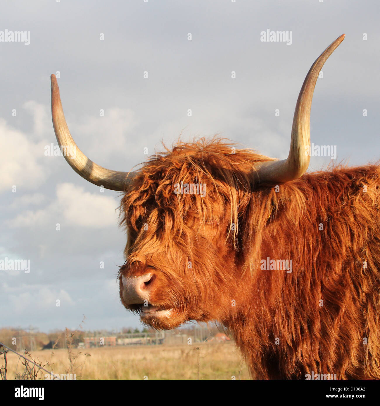 Portrait of the head and horns of a Highland bull (a.k.a Kyloe catlle) Stock Photo