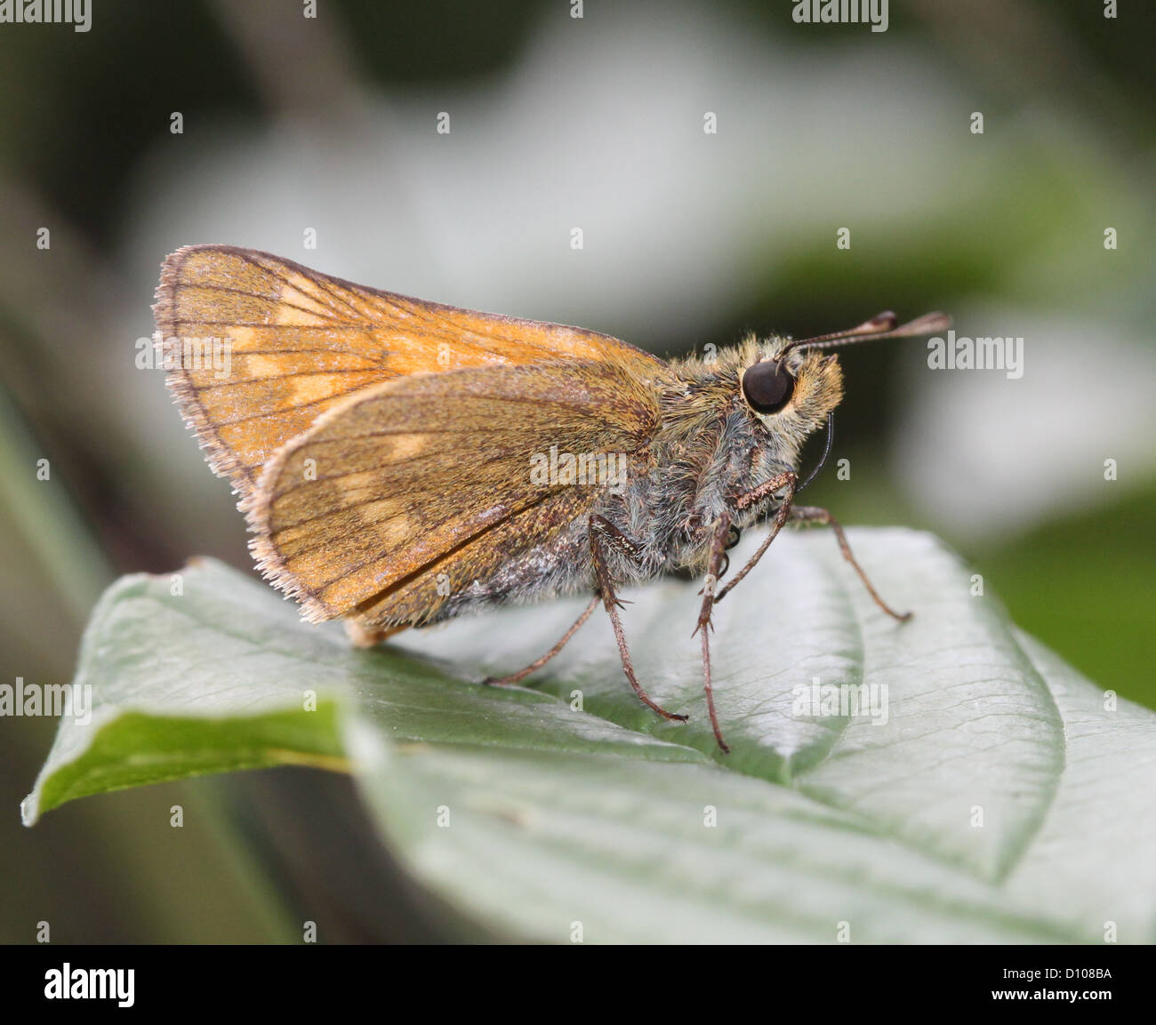 Detailed macro image of a Large Skipper butterfly (Ochlodes sylvanus) Stock Photo