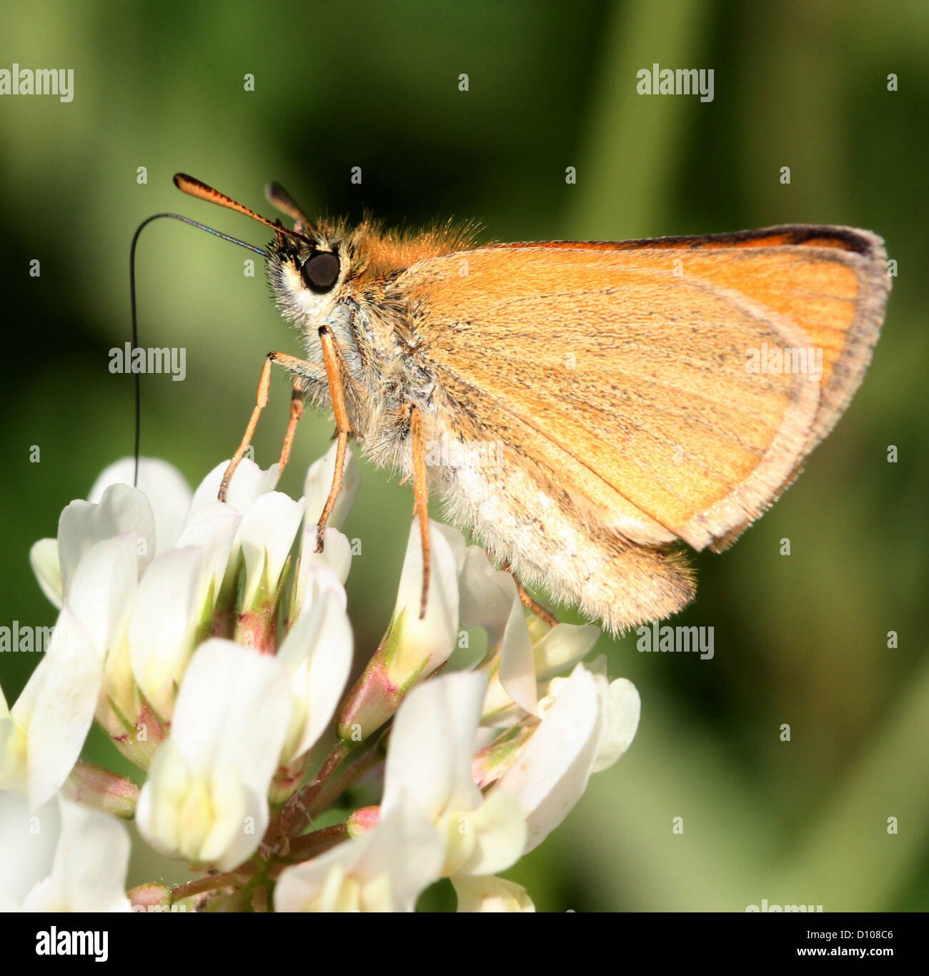 Macro image of a Large Skipper butterfly (Ochlodes sylvanus) feeding on white clover Stock Photo