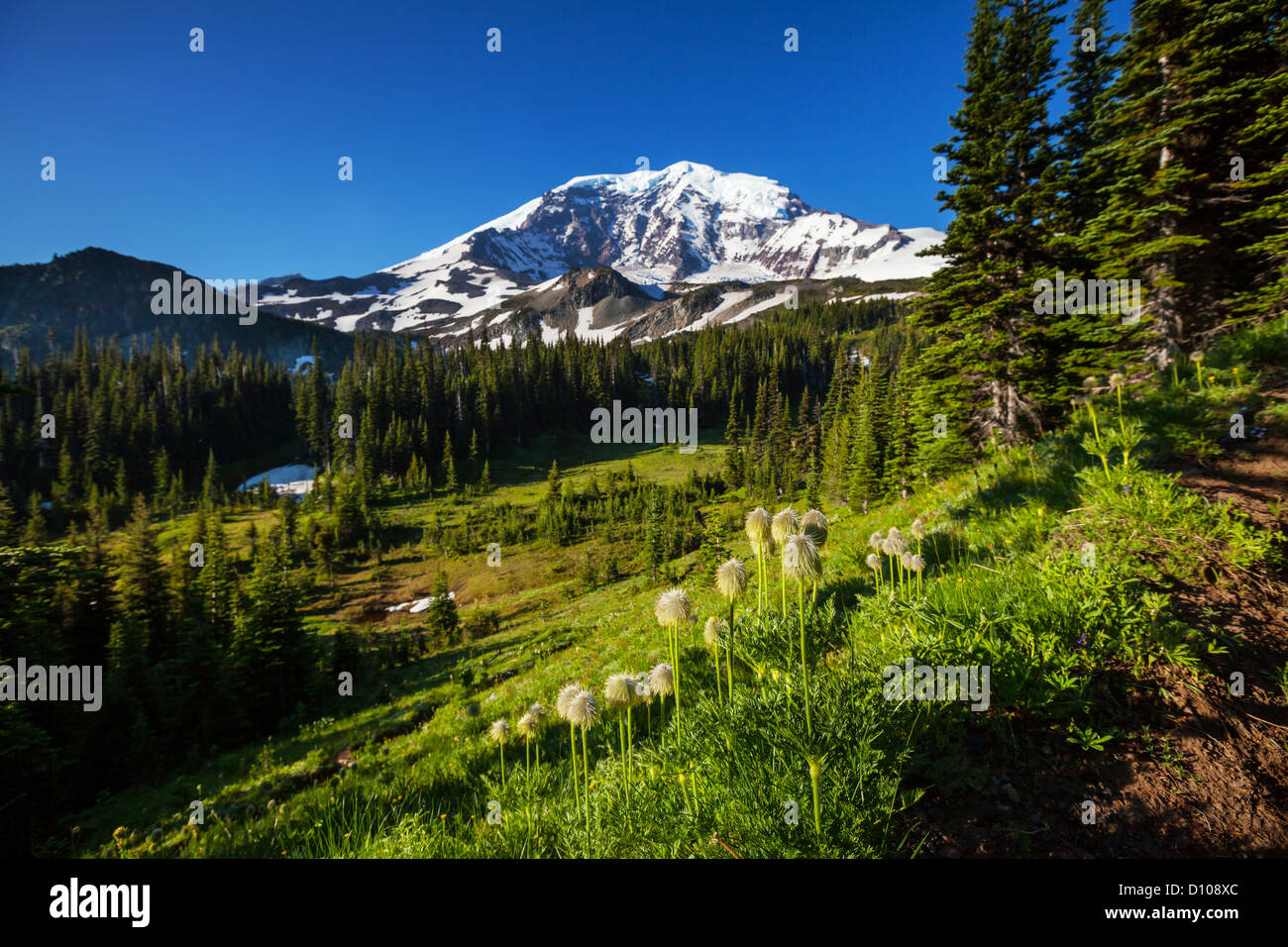 Mt.Rainier National Park,USA Stock Photo Alamy