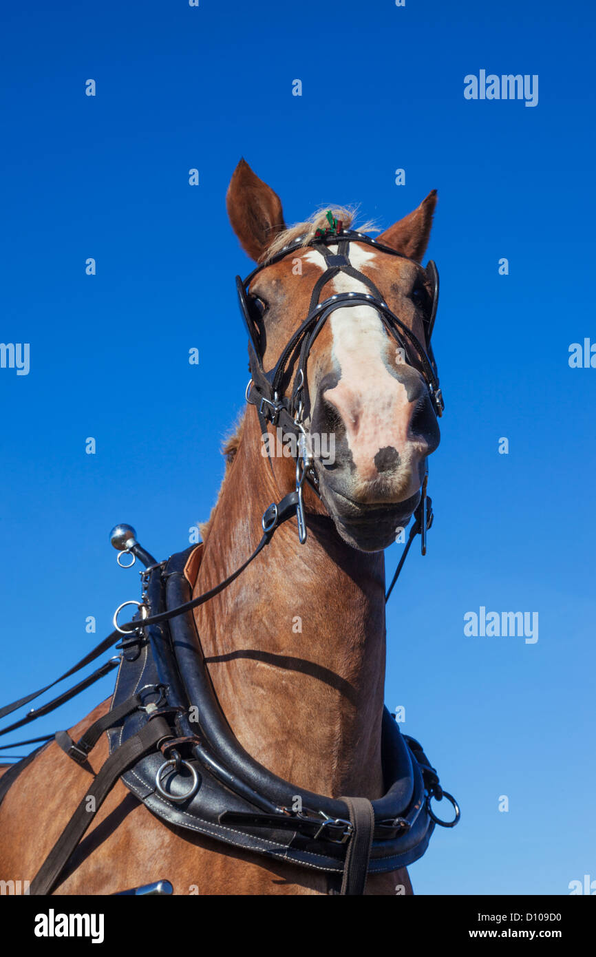 England, Dorset, Blanford, The Great Dorset Steam Fair, Belgian Heavy Draught Horse Stock Photo